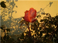 ad33f74d-Picture 876.jpg